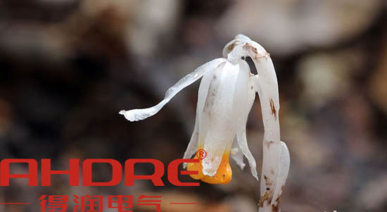 安徽得潤(rùn)電氣 高低壓開(kāi)關(guān)柜 變頻柜 咨詢熱線4000551777 安徽得潤(rùn)電氣 高低壓開(kāi)關(guān)柜 變頻柜 咨詢熱線4000551777