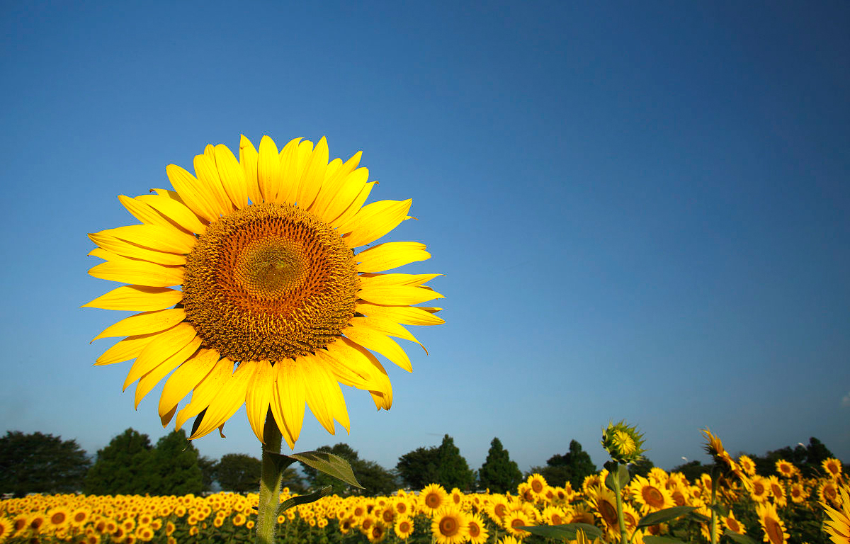 安徽得潤(rùn)電氣 成套高低壓開(kāi)關(guān)柜廠家 報(bào)價(jià) 電話(huà):400-0551-777 qq:3176885416 安徽得潤(rùn)電氣 成套高低壓開(kāi)關(guān)柜廠家 報(bào)價(jià) 電話(huà):400-0551-777 qq:3176885416
